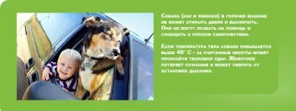 Чому не можна залишати собаку в машині (машині) Чому не можна залишати собаку в машині