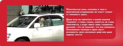 Чому не можна залишати собаку в машині (машині) Чому не можна залишати собаку в машині