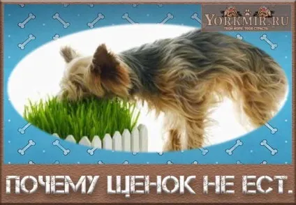 Чому щеня не їсть, що робити, звернення до ветеринара (щеня) Чому щеня не їсть, що робити, звернення до ветеринара