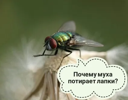 Чому муха потирає лапки