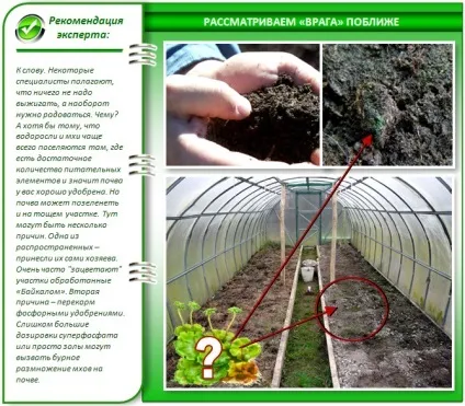 Чому зеленіє земля в теплиці і як з цим боротися кращі методи (земля) Чому зеленіє земля в теплиці і як з цим боротися кращі методи