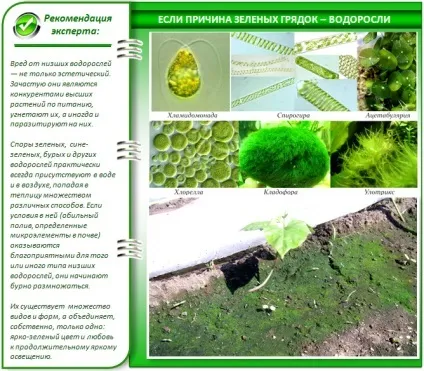 Чому зеленіє земля в теплиці і як з цим боротися кращі методи (зеленіє) Чому зеленіє земля в теплиці і як з цим боротися кращі методи