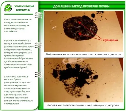 Чому зеленіє земля в теплиці і як з цим боротися кращі методи (зеленіє) Чому зеленіє земля в теплиці і як з цим боротися кращі методи