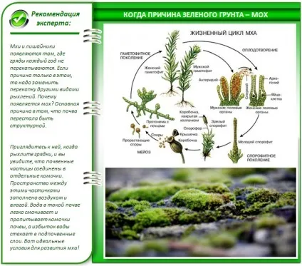 Чому зеленіє земля в теплиці і як з цим боротися кращі методи (чому) Чому зеленіє земля в теплиці і як з цим боротися кращі методи