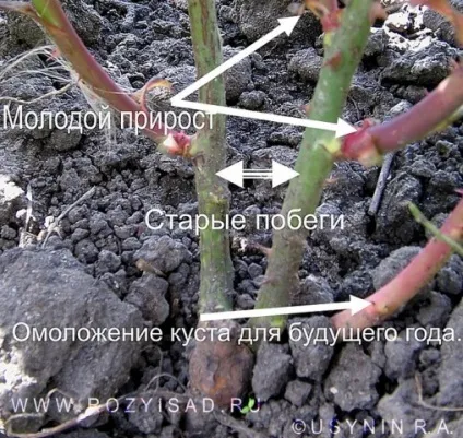 Чому не цвіте плетистая троянда причини