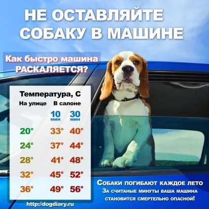 Чому не можна залишати собаку в машині (протягом декількох хвилин) Чому не можна залишати собаку в машині