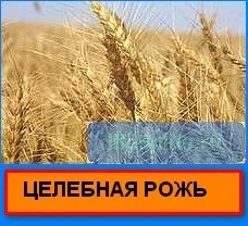 Корисні властивості жита (властивості) Корисні властивості жита