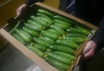 Підживлення огірків в теплиці з полікарбонату (підгодівля) Підживлення огірків в теплиці з полікарбонату
