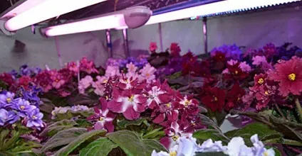 Підсвічування кімнатних рослин в зимовий час (кімнатних) Підсвічування кімнатних рослин в зимовий час