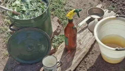 Підживлення огірків в теплиці з полікарбонату (полікарбонату) Підживлення огірків в теплиці з полікарбонату