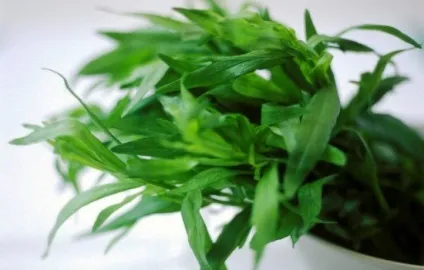 Корисні властивості естрагону, лікувальні властивості, в чому його користь і
