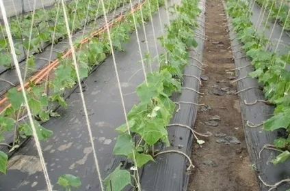 Підживлення рослин курячим послідом навесні, як розводити курячий послід для підживлення рослин (курячим) Підживлення рослин курячим послідом навесні, як розводити курячий послід для підживлення рослин