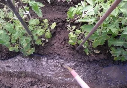 Підживлення рослин курячим послідом навесні, як розводити курячий послід для підживлення рослин (послідом) Підживлення рослин курячим послідом навесні, як розводити курячий послід для підживлення рослин