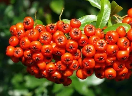 Подошвенная бородавка фото і лікування народними засобами (народними) Подошвенная бородавка фото і лікування народними засобами