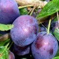 Користь грибів для організму людини (організму) Користь грибів для організму людини
