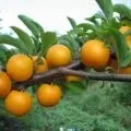 Користь грибів для організму людини (людини) Користь грибів для організму людини
