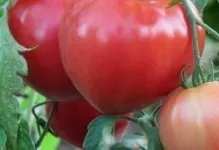 Помідор рожевий опис томат сон, відгуки та сувенір, сорти характеристика, мрія і фото кольору, ранок (помідор) Помідор рожевий опис томат сон, відгуки та сувенір, сорти характеристика, мрія і фото кольору, ранок