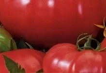 Помідор рожевий опис томат сон, відгуки та сувенір, сорти характеристика, мрія і фото кольору, ранок (відгуки) Помідор рожевий опис томат сон, відгуки та сувенір, сорти характеристика, мрія і фото кольору, ранок