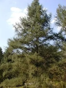 Породи деревини для дерев'яного будинку види, властивості, переваги, недоліки