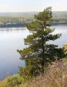 Породи деревини для дерев'яного будинку види, властивості, переваги, недоліки