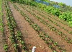 Посадка картоплі по Мітлайдера (Мітлайдера) Посадка картоплі по Мітлайдера