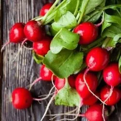 Користь і шкода редиски червоного (редиски) для організму людини (редиски) Користь і шкода редиски червоного (редиски) для організму людини