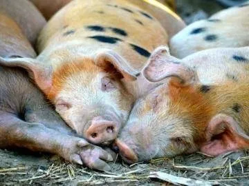 Допомога поросятам при нездужанні і поганому апетиті - клуб любителів хрюш (порося не їсть лежить) Допомога поросятам при нездужанні і поганому апетиті - клуб любителів хрюш