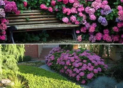 Посадка і догляд за садової гортензією зимостійкі сорти фото (гортензією) Посадка і догляд за садової гортензією зимостійкі сорти фото