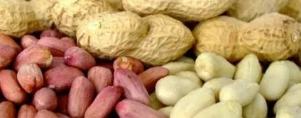 Користь і шкода арахісу, як росте, як вибрати, як смажити і т (користь і шкода арахісу) Користь і шкода арахісу, як росте, як вибрати, як смажити і т