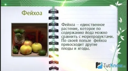 Користь фейхоа для організму (організму) Користь фейхоа для організму