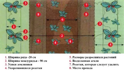 Посадка полуниці насінням на розсаду - дізнайтеся докладну інструкцію (посадка) Посадка полуниці насінням на розсаду - дізнайтеся докладну інструкцію