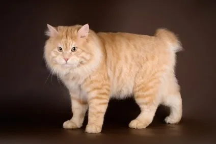 Породи рудих котів з фотографіями і назвами, сайт «мурло» (рудих котів фотографіями) Породи рудих котів з фотографіями і назвами, сайт «мурло»