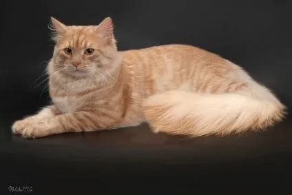 Породи рудих котів з фотографіями і назвами, сайт «мурло» (рудих) Породи рудих котів з фотографіями і назвами, сайт «мурло»