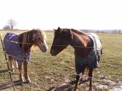 Попона для коня для чого потрібна, як зшити своїми руками (потрібна) Попона для коня для чого потрібна, як зшити своїми руками
