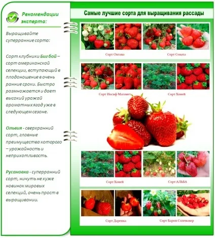 Посадка полуниці насінням на розсаду - дізнайтеся докладну інструкцію (насінням) Посадка полуниці насінням на розсаду - дізнайтеся докладну інструкцію