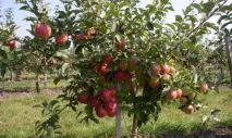Сорт яблук Спартан - як вирощувати в домашніх умовах вирощувати