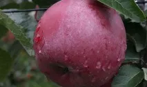 Сорт яблук Спартан - як вирощувати в домашніх умовах яблук