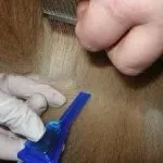 Празітел для собак інструкція із застосування, відгуки ветеринарів, ціна, де купити, дрібних, середніх (празітел) Празітел для собак інструкція із застосування, відгуки ветеринарів, ціна, де купити, дрібних, середніх