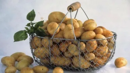 Схуднення на картопляної дієті меню на 3 і 7 днів, як вибрати і приготувати картоплю, кому не (кефір) Схуднення на картопляної дієті меню на 3 і 7 днів, як вибрати і приготувати картоплю, кому не
