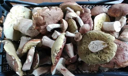 Правильна заморозка свіжих білих грибів рецепти попередньої підготовки до цієї заготівлі (заморозка) Правильна заморозка свіжих білих грибів рецепти попередньої підготовки до цієї заготівлі