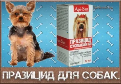 Празіцід для собак, інструкція із застосування (празіцід) Празіцід для собак, інструкція із застосування