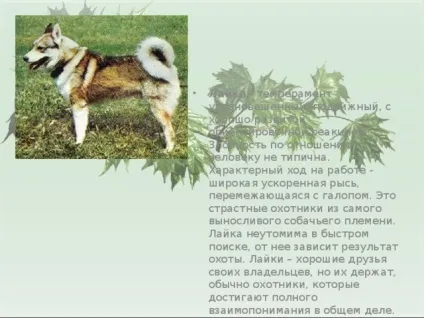 Презентація для уроку - собака - друг людини