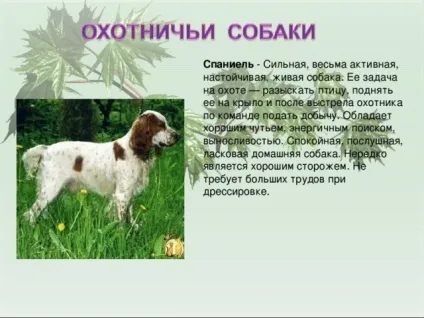 Презентація для уроку - собака - друг людини
