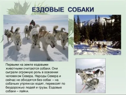 Презентація для уроку - собака - друг людини