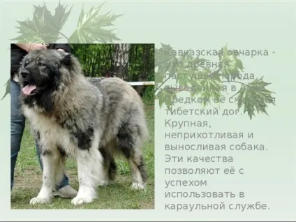 Презентація для уроку - собака - друг людини