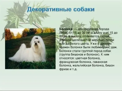 Презентація для уроку - собака - друг людини