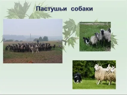 Презентація для уроку - собака - друг людини