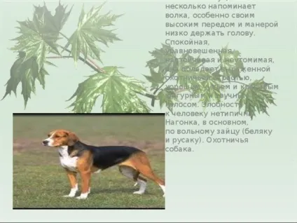 Презентація для уроку - собака - друг людини