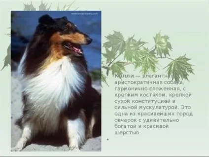 Презентація для уроку - собака - друг людини