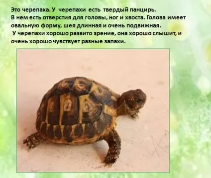 Презентації для дітей, світ дошкільнят (презентація дітей дошкільного) Презентації для дітей, світ дошкільнят